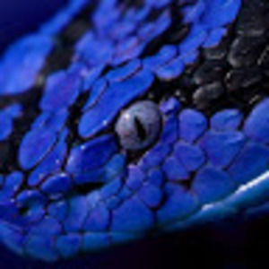 Meet your Posher, Ireesecity